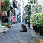 Tachiguikisoba Choujuan - 裏路地のネコ