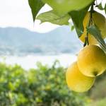 Directly from the farm! 100% natural “Setouchi Shimanami Lemon” grown with only natural ingredients (Limited from November to April)