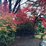 高橋家 - 高尾山紅葉