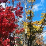 高橋家 - 高尾山紅葉