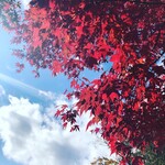 高橋家 - 高尾山紅葉