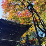 高橋家 - 高尾山紅葉