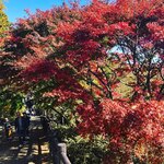 高橋家 - 高尾山紅葉