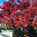 高橋家 - 高尾山紅葉