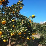 オーランジェ・ガルテン - 料理写真:ヒルトンホテルが見える