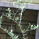 イル・カヴァロ