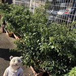 インディアン・レストラン　ロタ - 