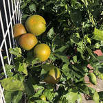 インディアン・レストラン　ロタ - 