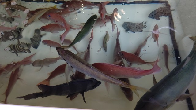 Ayu Chan Chi photo 4