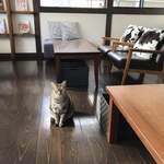 Kissane Konoji - いらっしゃいニャ。
                        
                        オーナーさんの飼い猫がお出迎え(*ﾟ▽ﾟ*)