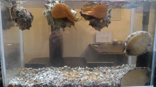 Wasyu to Shunsai Jijiya photo 2