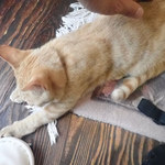 アマノ - きなこ「・・・」
      （えいっ、つかまえたニャン！）