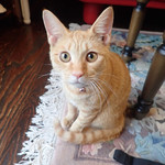 アマノ - きなこ「・・・」
      （このおんちゃ、ひさびさニャン）