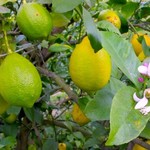 Shokusai Tatsu - 愛媛の無農薬レモンサワーが美味い！