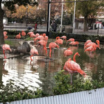 上野動物園 プチカメレオン - 