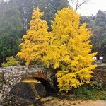 木香里 - ふたまたばしといちょう