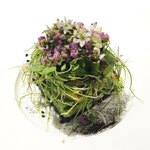 ラ・ヴァガボンド - 