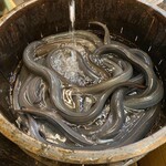 鰻家 - うなぎ 特上(三重産)