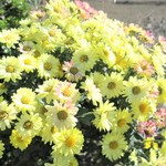 ラーメン二郎 - 野菊