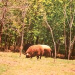 AMOUR - マンガリッツァ豚。本当に毛がモコモコで羊みたいです