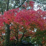 江戸三 - もみじ♪