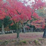 江戸三 - 朝の奈良公園♪