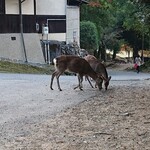 江戸三 - しか♪