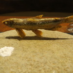 傳 - シシャモ揚げ