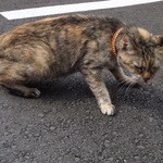 丼家 - まねきめこは外出中