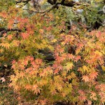 らー麺　Do・Ni・Bo - 紅葉もそろそろ終わりだねぇ〜