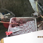 仲屋たいやき店 - 自家製餡子！(2012,03/04)