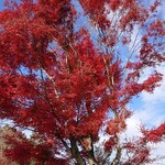 カフェー清涯荘 - 