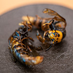 柚木元 - 2019.10 活きオオスズメバチ素揚げ