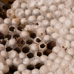 柚木元 - 2019.10 蜂の子