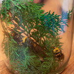 柚木元 - 2019.10 活きオオスズメバチ