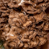 柚木元 - 2019.10 舞茸