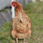 ボーシュマン - 