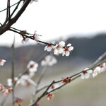 ボーシュマン - 