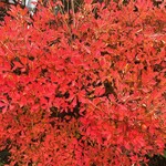 やまぶき - 綺麗に紅葉してました〜♫