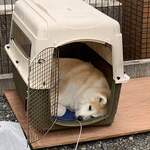 おかだうどん - お店の看板犬♪