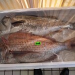 廻鮮寿司 塩釜港 - 上がスズキで、下が真鯛