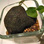 フロリレージュ - 大きな黒トリュフ！