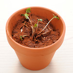 肉寿司 イタリアンバル 自称 心斎橋店