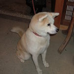 柳家 - おかみのサクラ（純血秋田犬）