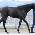 おおにし - おまけ　愛馬　1歳牝馬♪