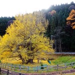 割烹 水天閣 - 少し北にある「折曽のイチョウ」幹回り11メートル