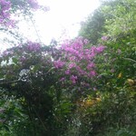 山の茶屋 楽水 - 