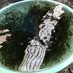 備瀬崎養殖所 - 