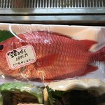 釜谷 - 希少魚エビスダイ