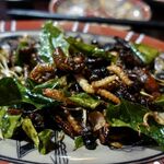 Độc Quán - カメムシ・竹虫・コガネムシ・コオロギ・イナゴ・せみの幼虫